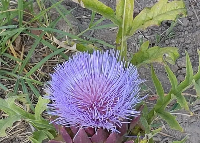 fleur de garance